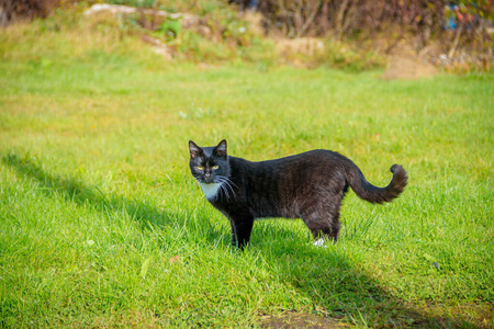 猫科动物 春天 宠物 小猫 哺乳动物 草坪 步行 花园 毛茸茸的