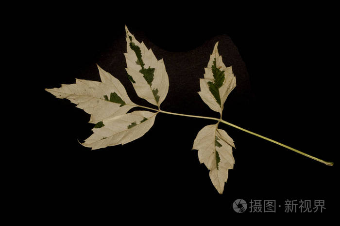 黑色背景下孤立的叶子