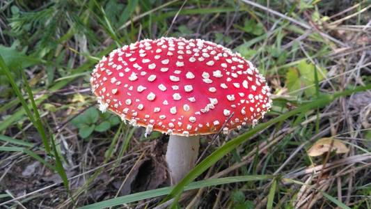 fly agaric帽子顶视图.危险不可食用的有毒蘑菇,有红帽子和白色丘疹.
