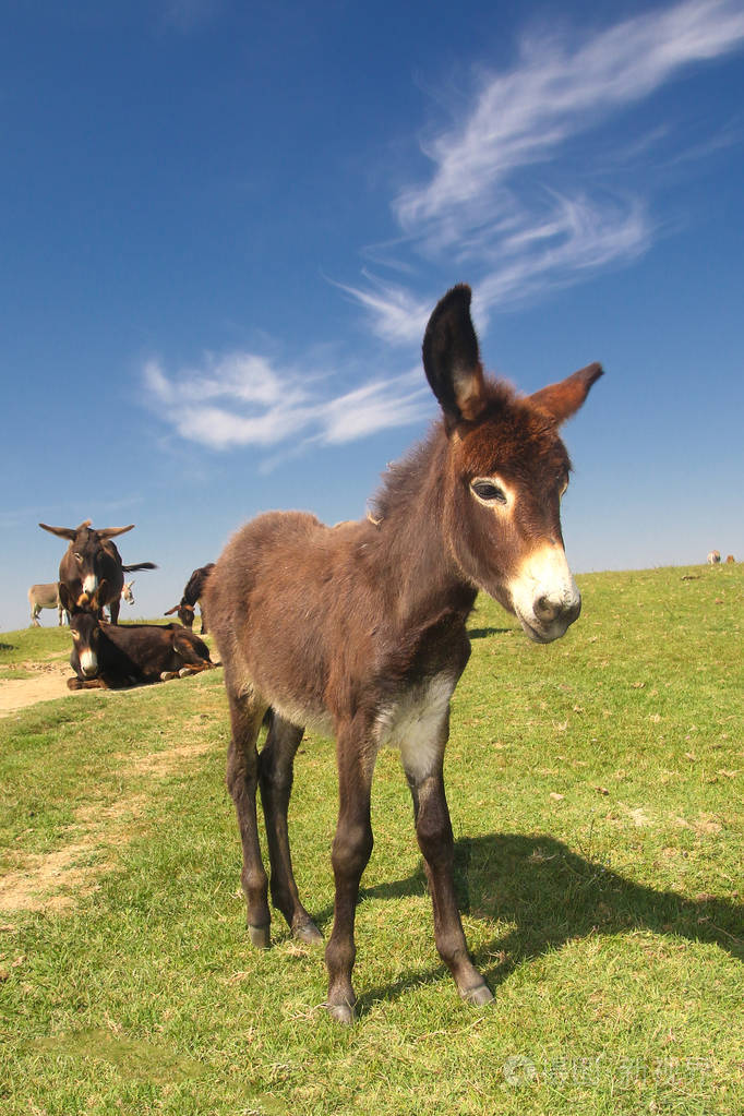 牧场上的小毛驴