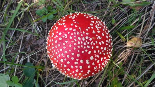 红色有毒蘑菇图片图片