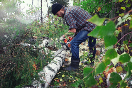 伐木工人用链锯在森林里锯倒了的桦树。伐木工人在树林里锯原木。