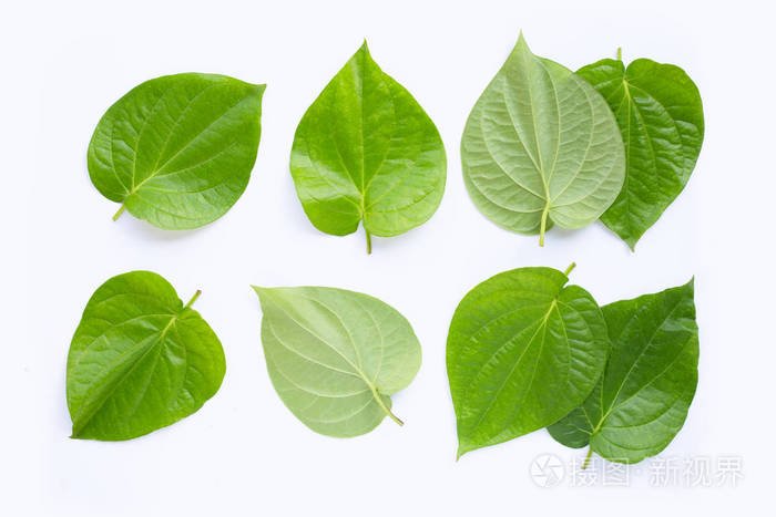 绿色的槟榔叶 新鲜的白桦叶 照片 正版商用图片25eb4w 摄图新视界