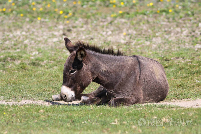 驴子在花草地上休息