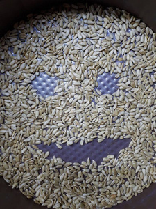 荞麦 小麦 万圣节 大米 粮食 谷类食品 食物 种子 特写镜头