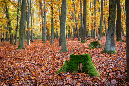 秋色落叶林中的苔藓树桩图片