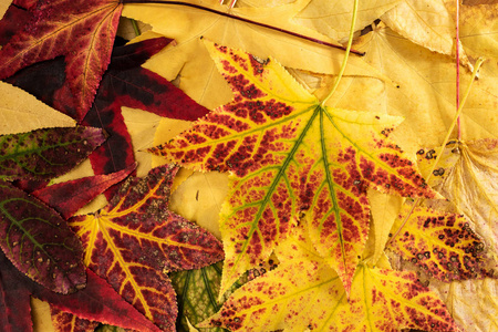 Bunch of autumn maple leafs 