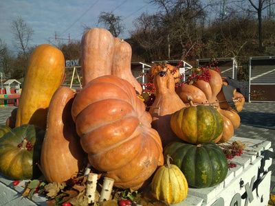 品种 外部 食物 国家 领域 干草 农场 季节 销售 落下