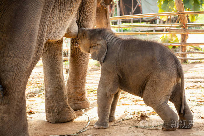 刚出生的宝宝亚洲象喝牛奶妈妈调皮在