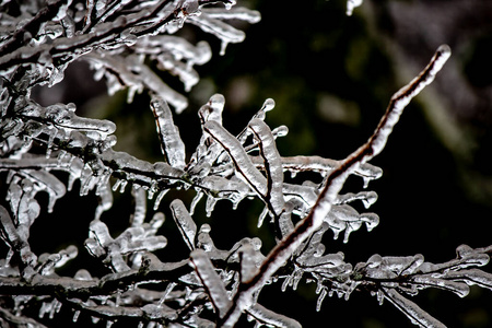 无叶的树枝上装饰着一层冰在圣冰柱挂在树枝上冰柱在树枝上结冰抹茶