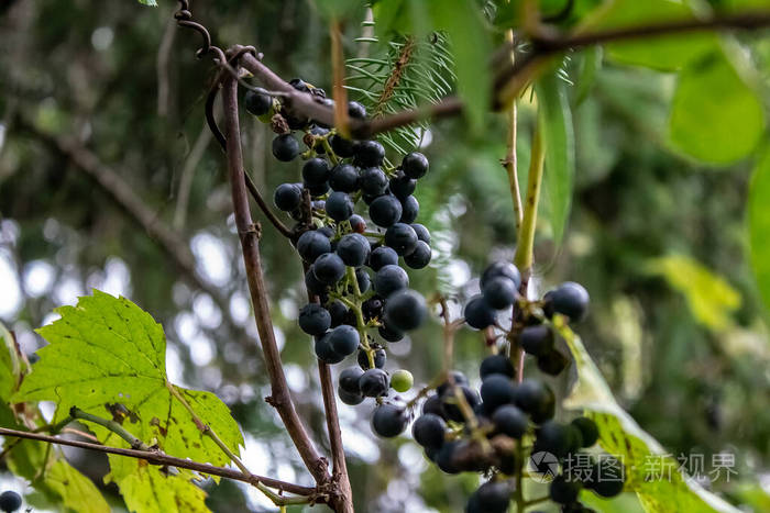 葡萄藤上的野葡萄在一夜露水后生长
