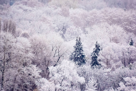 场景 寒冷的 雪花 冬天 假日 森林 冷杉 自然 白霜 木材