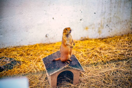 A prairie dog stands on top of his small house in the center of 