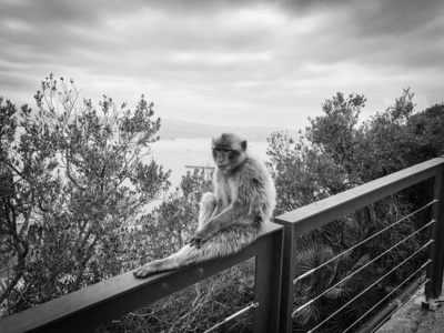 伊比利亚人 摄影 猕猴 长臂猿 旅行 岩石 半岛 动物 王国