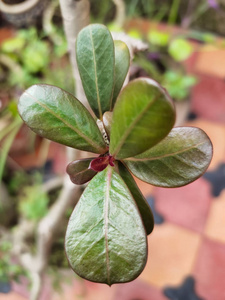 分支 模糊 自然 树叶 植物