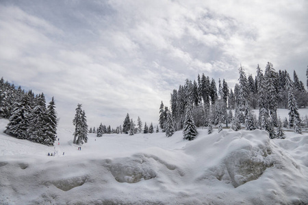 冬季积雪下的针叶山林