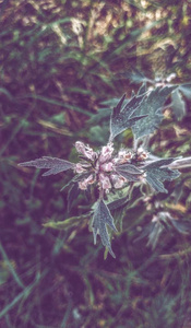 墙纸 植物 草本植物 夏天 森林 益母草 开花