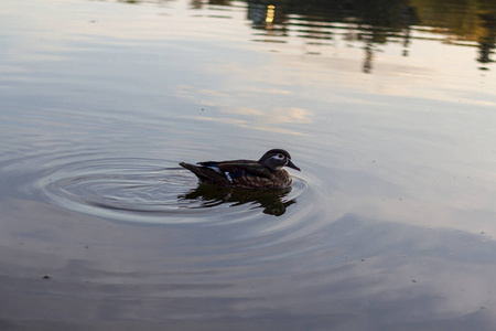 一只鸭子在平静清澈的水中游泳。