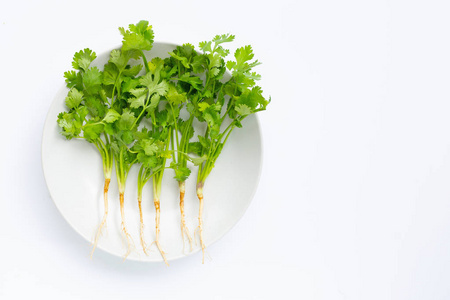 Fresh coriander on white background. 