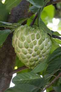 花园里的奶油冻苹果