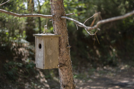 森林里的松鼠屋.福里斯特的松鼠屋.照片