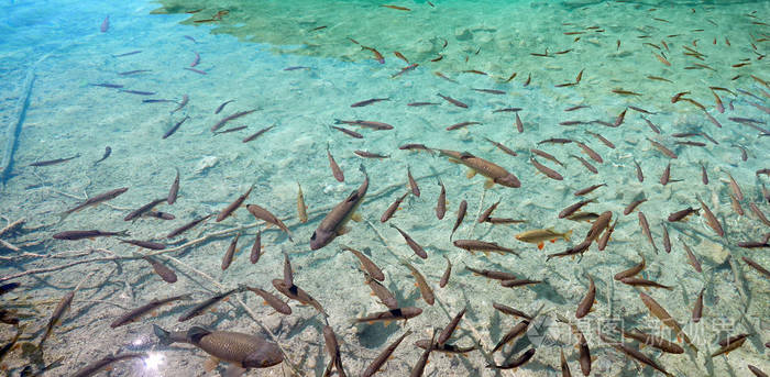 湖里有清澈的绿松石色的小鱼