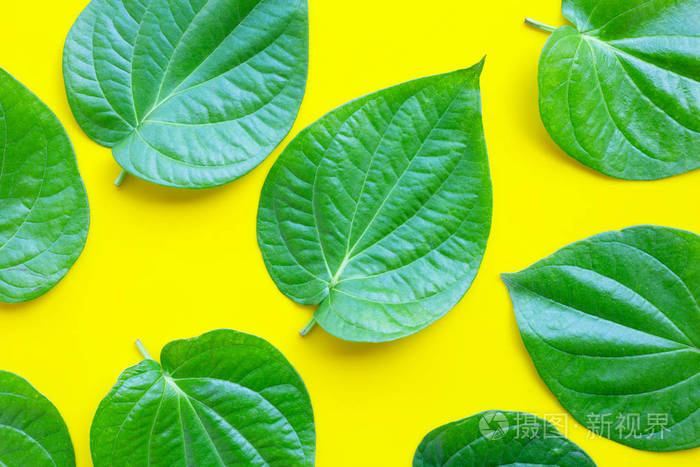 greenbetelleavesfreshpiperbetleonyellowbackground