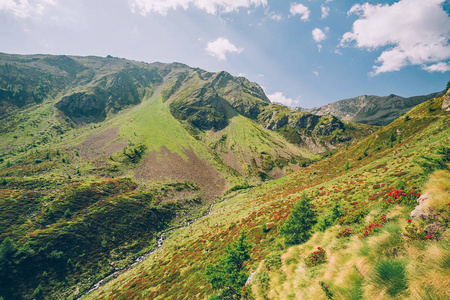 美丽的 旅游业 风景 天空 植物区系 阿尔卑斯山 山谷 夏天