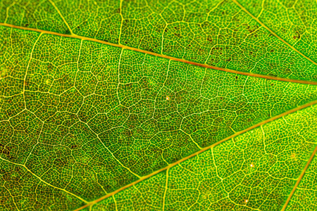 热带叶型.抽象背景.纳图尔照片