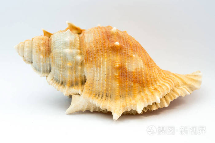 sea shell