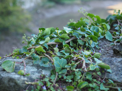 常春藤植物和石墙背景