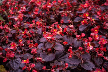 纹理 花的 颜色 特写镜头 夏天 粉红色 春天 植物 俄罗斯