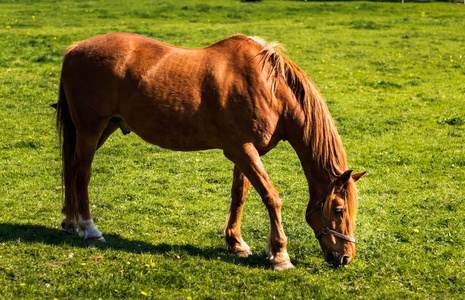 爱尔兰，草原，夏季绿色草地上的马