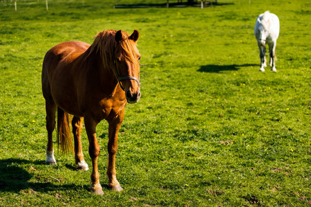 两匹马在夏天的绿色草地上，草原，爱尔兰