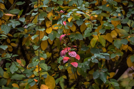 植物区系 自然 秋天 颜色 季节 公园 夏天 森林 粉红色