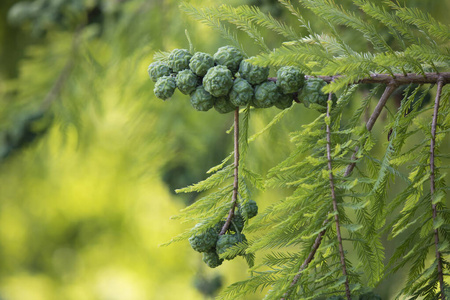 杉属落羽杉的果实和叶子.在森林里拍照.照片