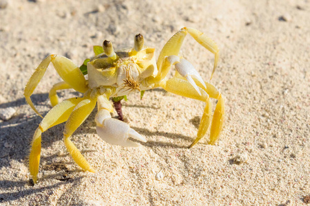 有角的鬼蟹图片