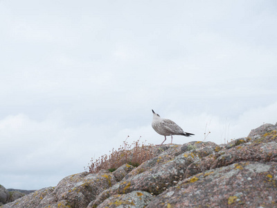 海鸥栖息在海岸岩石上