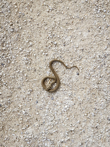 危险 规模 舌头 毒蛇 毒液 响尾蛇 自然 动物 野生动物
