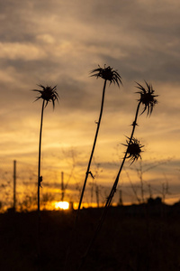 sunset at the farm	