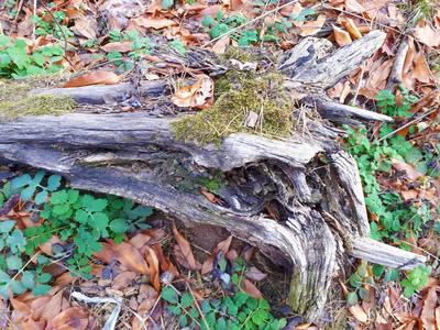 苔藓 木材 树叶 风景 森林 颜色 秋天 公园 落下 自然