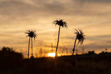 sunset at the farm	