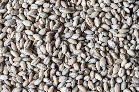 Barley grains background or texture. Healthy vegeterian food. 