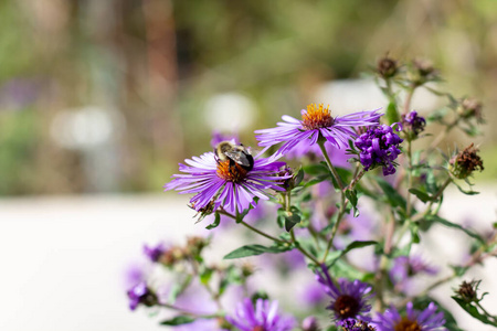 Small vibrant purple flowers with orange centers on an overcast 