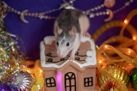 可爱的灰色家鼠在新年装饰。2020年的象征是一只老鼠。圣诞老人的雪橇。