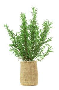 rosemary in a pot isolated on a white 