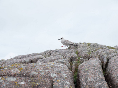 海鸥栖息在海岸岩石上