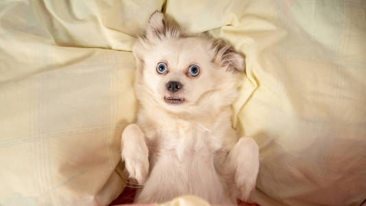 躺在床上放松的小狗。小白狗蓝眼睛躺在家里的床上。宠物友好住宿狗睡在枕头上，羽绒被躺在床上