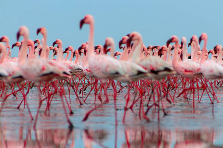  Group of red flamingo birds on the blue lagoon. 