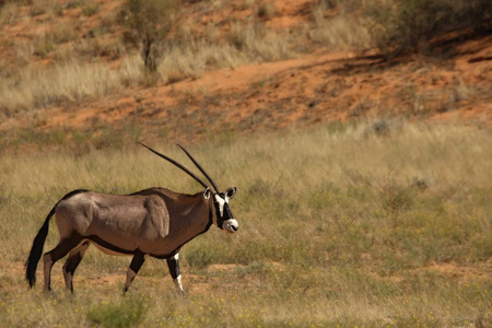 储备 南方 保护 哺乳动物 荒野 卡拉哈里 宝石 瞪羚 沙漠